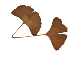 Ginkgo leaf isolated on white background. Red ginkgo-leaf. Gold ginkgo-leaf. Mature ginkgo leaves. You can use to show the breath of autumn in the packaging or posters. Ginkgo leaves yellow.