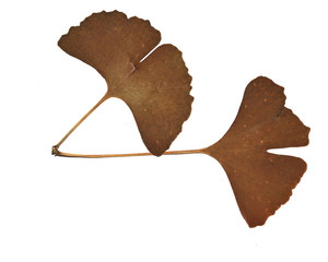 Ginkgo leaf isolated on white background. Red ginkgo-leaf. Gold ginkgo-leaf. Mature ginkgo leaves. You can use to show the breath of autumn in the packaging or posters. Ginkgo leaves yellow.