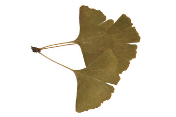 Ginkgo leaf isolated on white background. Green ginkgo-leaf. Mature ginkgo leaves. Ginkgo leaves...