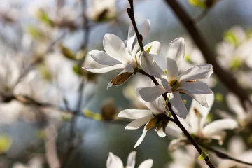Papier Peint photo Lavable Magnolia Fleurs blanches de magnolia kobus sur fond de ciel flou