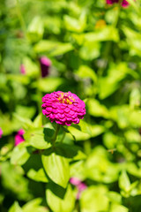 pink flower blooming in garden with green leaf