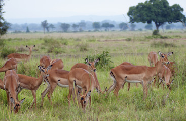 Naklejka na ściany i meble A herd of impalas on the savanna