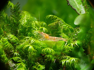 Schöne rote Tiger Garnele - Caridina