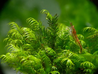 Schöne rote Tiger Garnele - Caridina