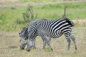 Fototapeta na wymiar Zebras grazing