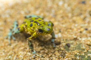Small Frog Costa RIca