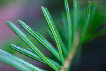 Fototapeta premium Horizontal photo depicting a bright evergreen pine tree green needles branches. Fir-tree, conifer, spruce close up, blurred background. Europe, Balkan Mountains.