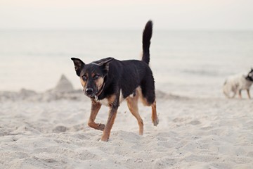 dog running at the beach