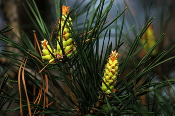 Obraz premium Young pine cones