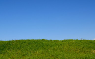 Fototapeta na wymiar Green grass with blue sky