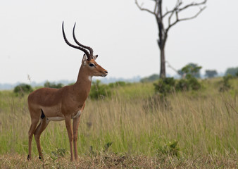 Impala on the savanna