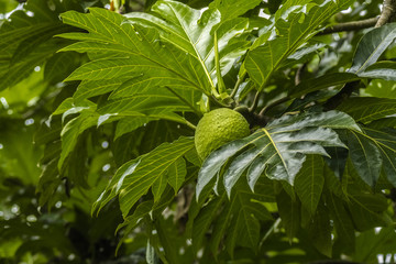 breadfruit tree