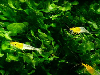 Schöne gelbe Ghost Garnelen Caridina