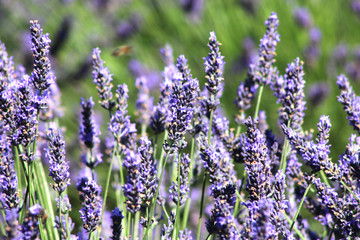 Naklejka premium Provenza fiori di lavanda a Valensole