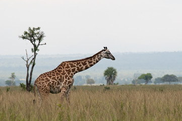 Giraffe on african savanna