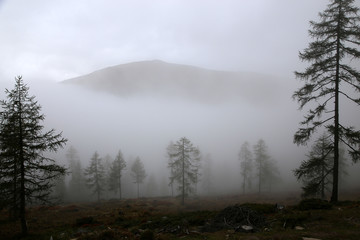 Bäume in mystischer Stimmung im Nebel in Österreich