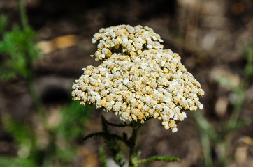 Flower of yarrow plant on summer