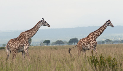 Two giraffes on African savanna. Mikumi nataional park, Tanzania