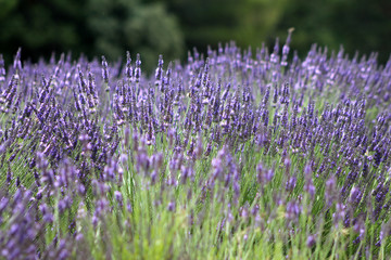 Provenza fiori di lavanda