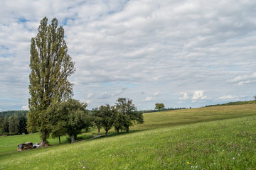 Brennholz © focus finder