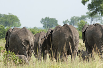 Elephants walking away