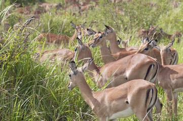 herd of impalas in Mikumi national park, Tanzania