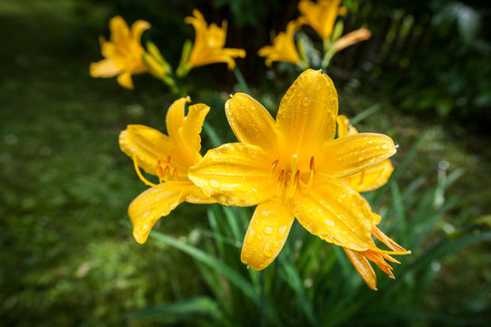 Fototapeta Yellow daylilies