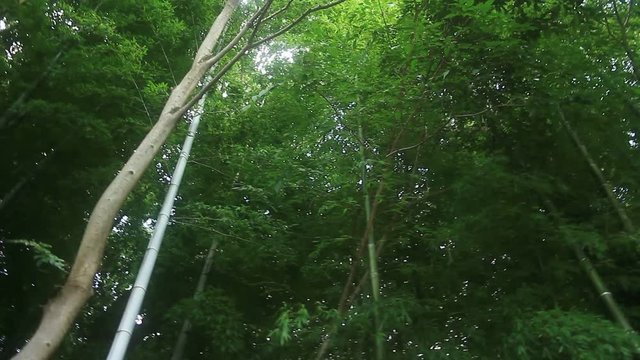 Bamboo forest at Takebayashi park midle wind low angle left pan