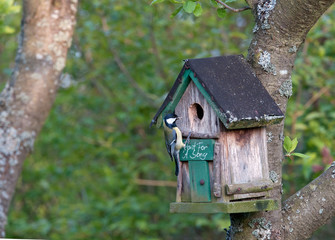 bird and nesting house