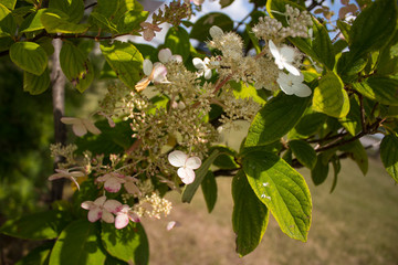 Pink Diamond Hydrangea closeup