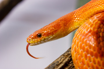 Orange corn snake crawling on a branch and sticking out it`s tongue