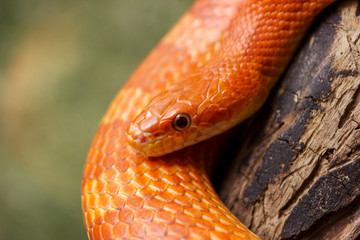 Orange corn snake crawling on a branch and looking forward on green blurred background