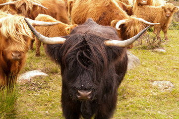 Scottish highland cattle