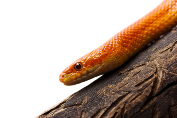 Orange corn snake crawling on a branch and looking forward on white background