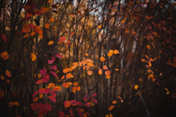 Autumn bright colors in nature. Fall colorful background. Red leaves on brances.