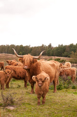 Scottish highland cattle