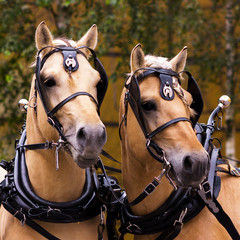 Two norvegian fjord males in blinkers staying outdoor