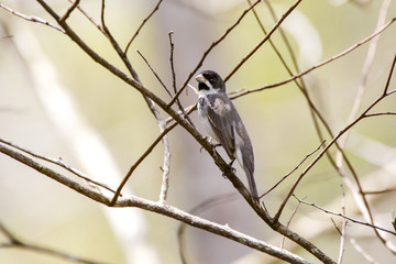 Coleirinho (Sporophila caerulescens) | Double-collared Seedeater in forest area photographed in Linhares, Espírito Santo state - Brazil