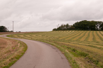 Rural landscape. Field with  cut grass in stripes