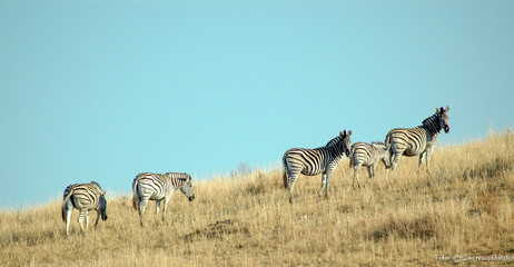 Fototapeta na wymiar Zebras in Eastern Cape, Sout Africa