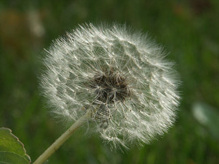 A full and beautiful dandelion against a green grass background