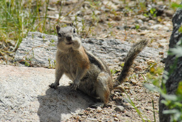 Golden-Mantled Ground Squirrel