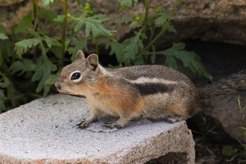 Naklejka na ściany i meble Golden-Mantled Ground Squirrel
