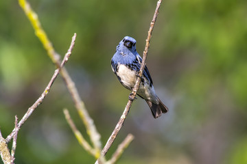 Cambada-de-chaves (Tangara brasiliensis) | White-bellied Tanager in forest area photographed in Linhares, Espírito Santo state - Brazil