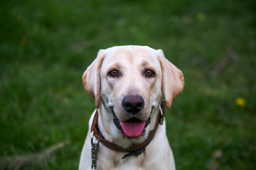 Smiling Labrador Retriever, also Labrador, labradorite for a walk closed his eyes.