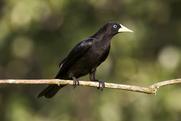 Guaxe (Cacicus haemorrhous) | Red-rumped Cacique in forest area photographed in Linhares, Espírito Santo state - Brazil