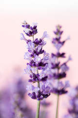 Obraz premium Lavender flowers.