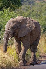 Fototapeta na wymiar Roadside Elephant-Pilanesberg NP