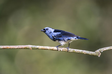 Cambada-de-chaves (Tangara brasiliensis) | White-bellied Tanager in forest area photographed in Linhares, Espírito Santo state - Brazil