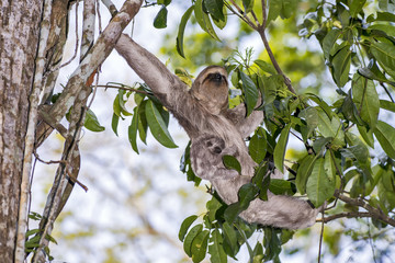 Preguiça-comum (Bradypus variegatus) | Brown-throated sloth in forest area photographed in Linhares, Espírito Santo state - Brazil